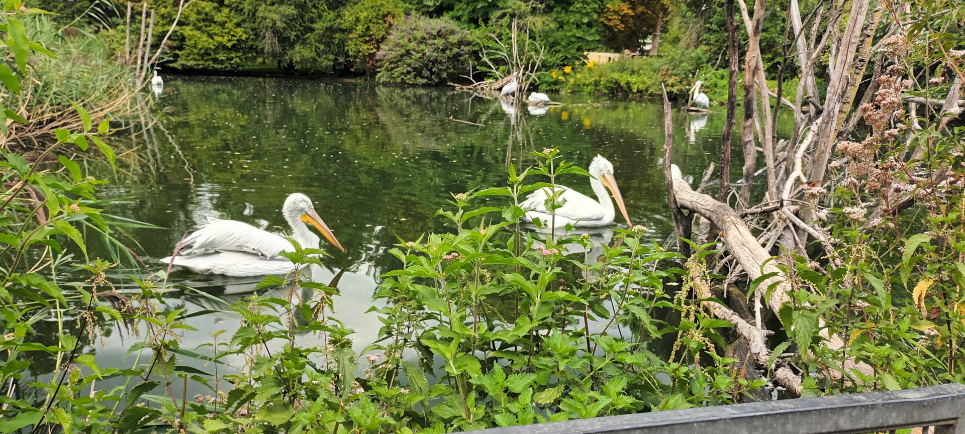 Dalmatian Pelicans