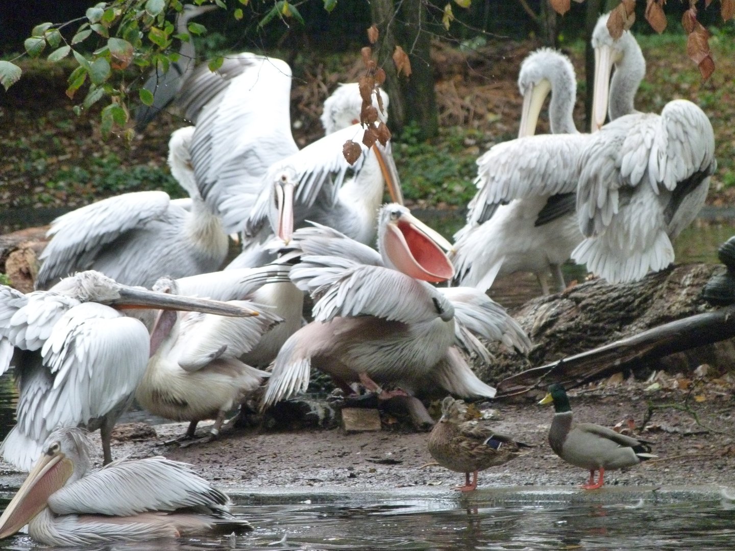 Dalmatian, Pink-backed and Spot-billed pelicans -Tierpark Berlin (2024)