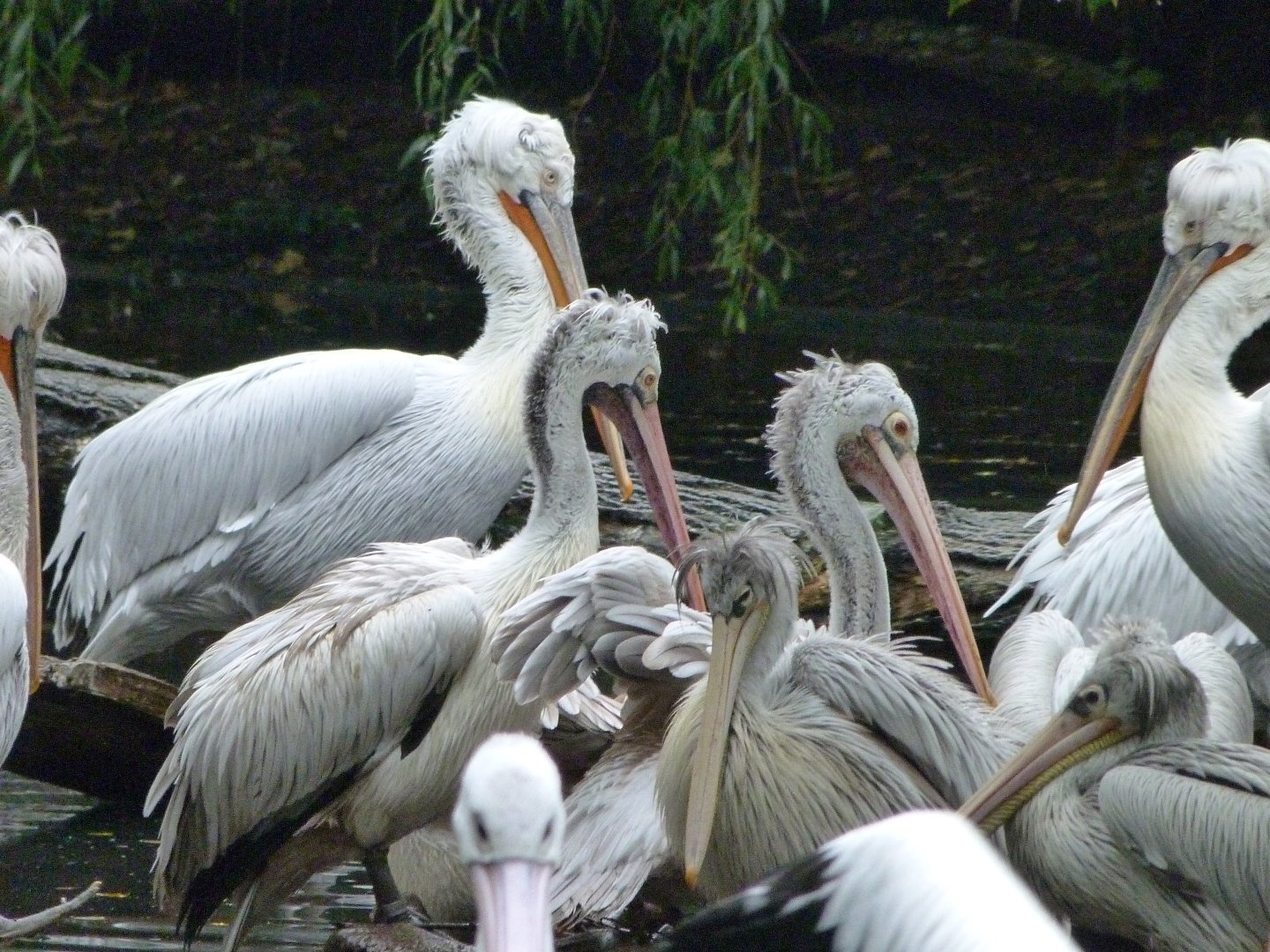 Dalmatian, Pink-backed and Spot-billed pelicans -Tierpark Berlin (2024)