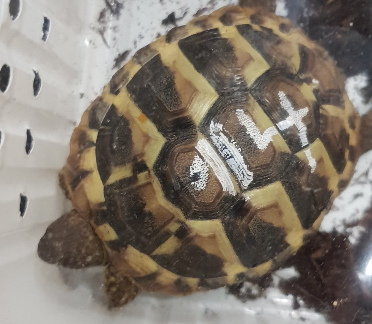 Dalmatian tortoise - Testudo hercegovinensis - juvenile