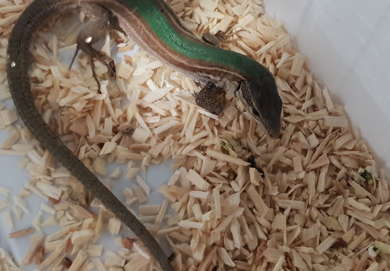 Dalmatian wall lizard - Podarcis melisellensis fiumanus