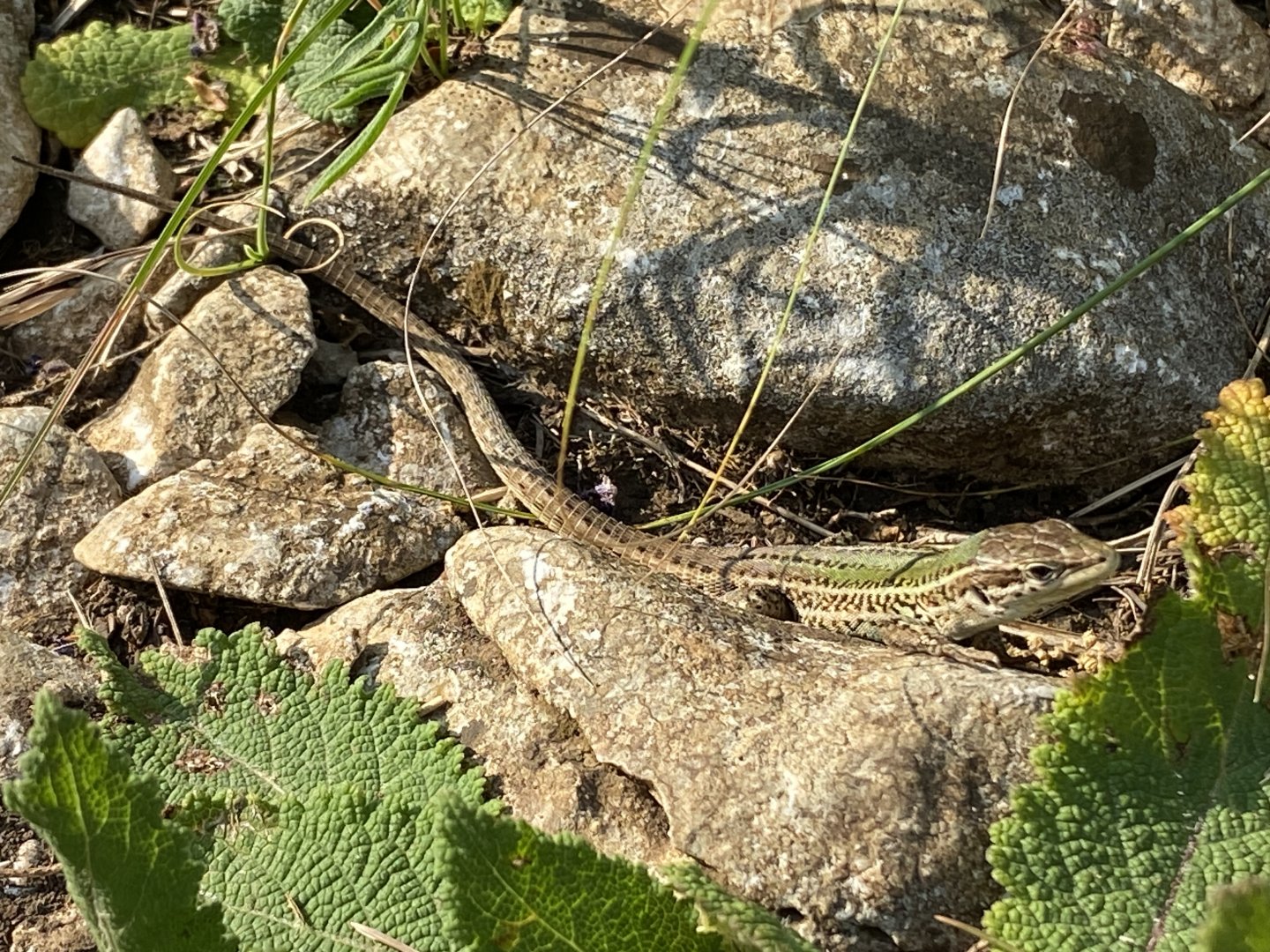 Dalmatian Wall Lizard (Podarcis melisellensis)