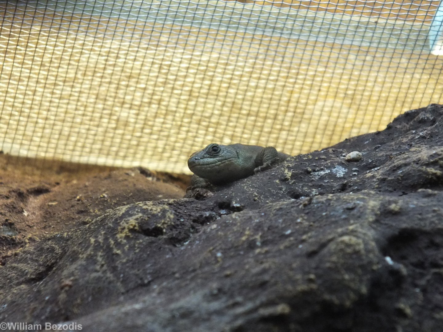 Dalmatian Wall Lizard - Wroclaw Zoo Terrarium