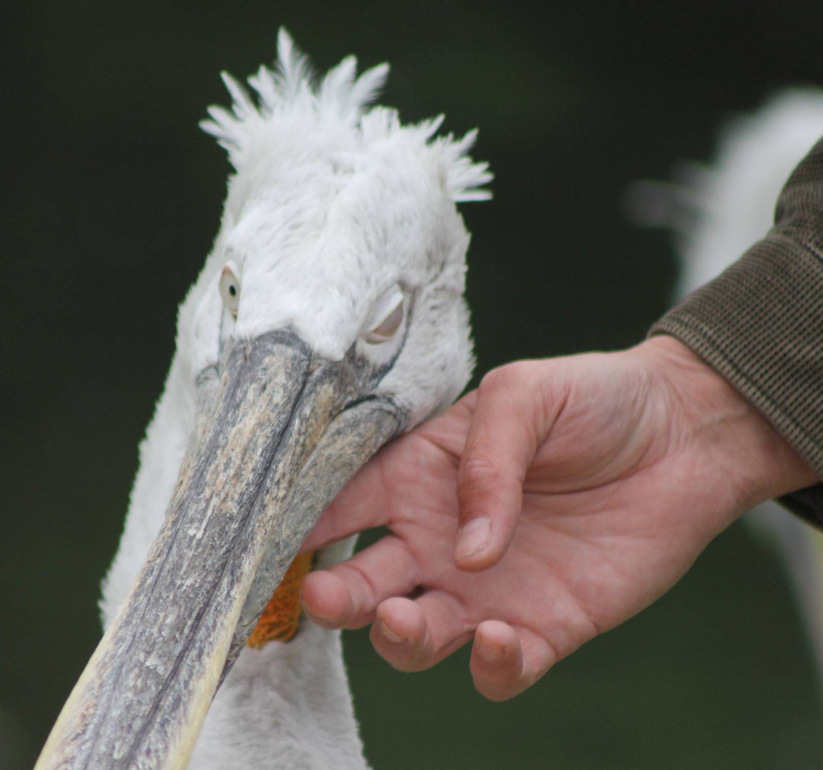 Dalmatic pelican and me
