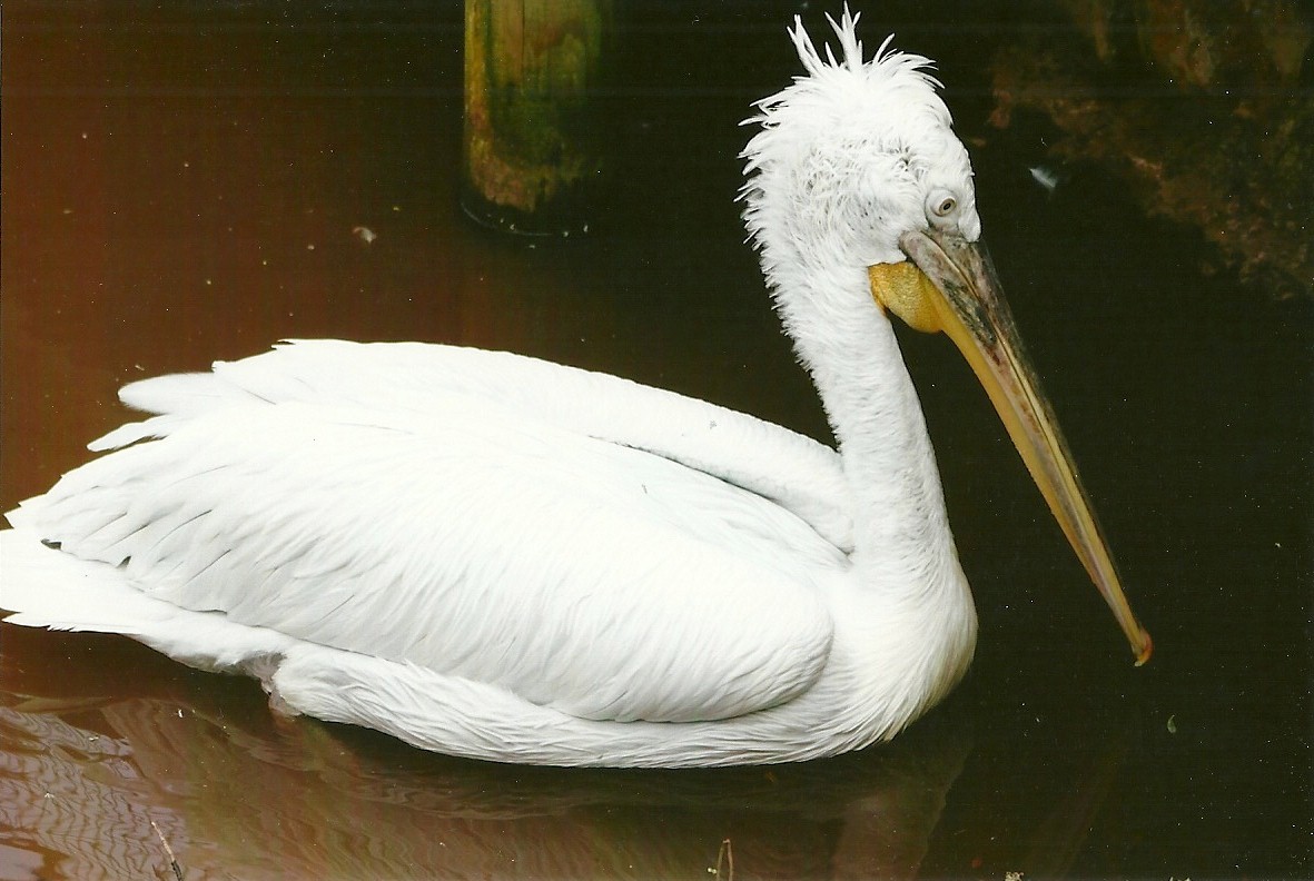 Dalmation Pelican 9th September 2012