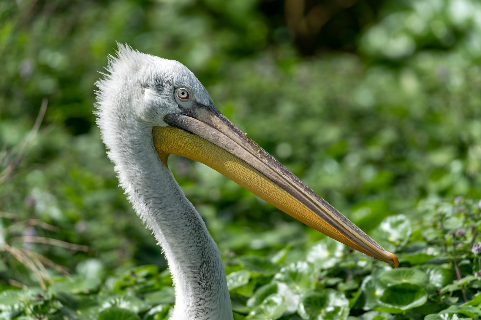 Dalmation Pelican, WWT Arundel, UK