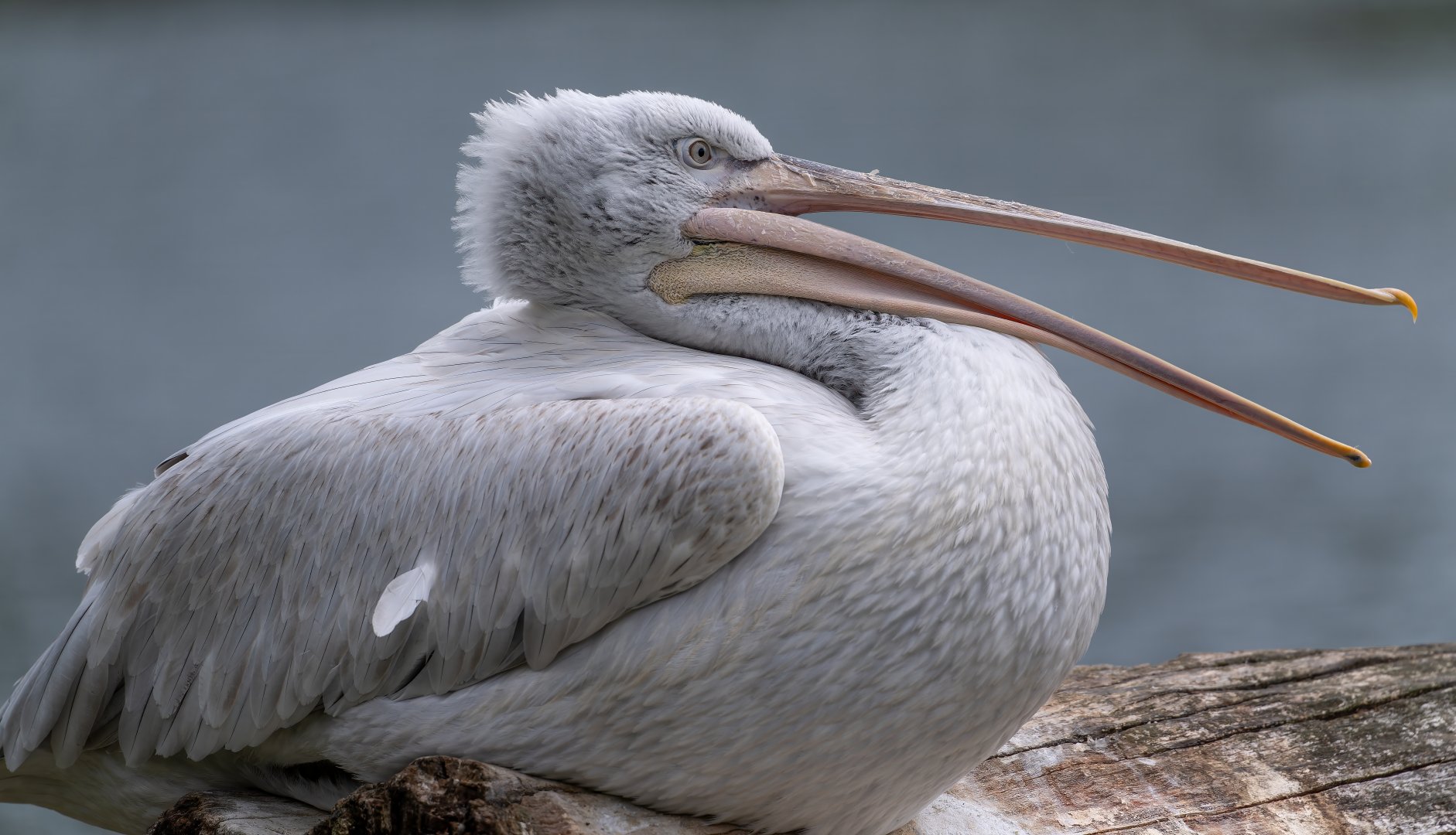 Dalmation Pelican, WWT Arundel, UK