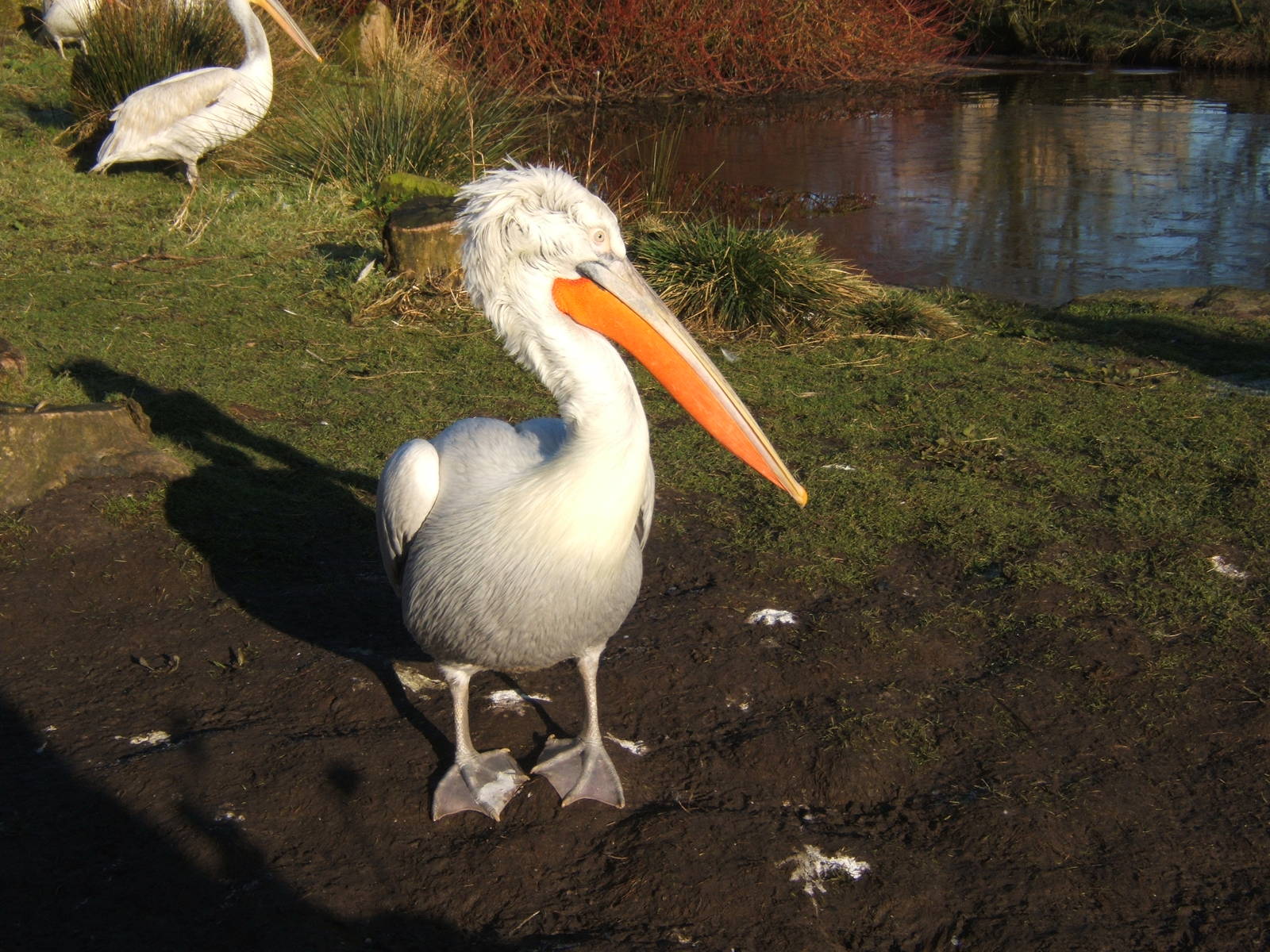Dalmation Pelican