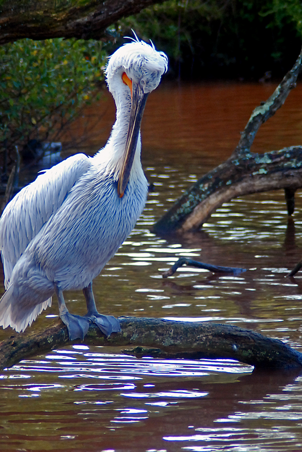 dalmation pelican
