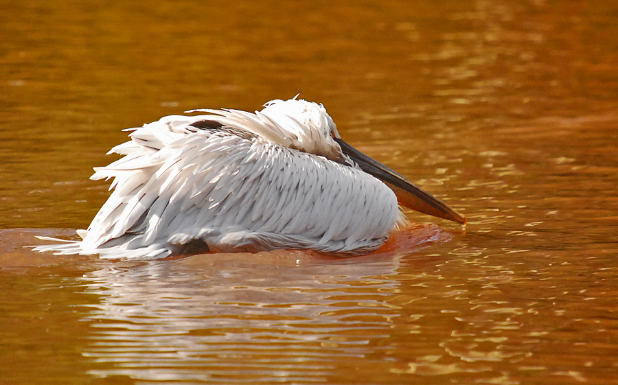 dalmation pelican