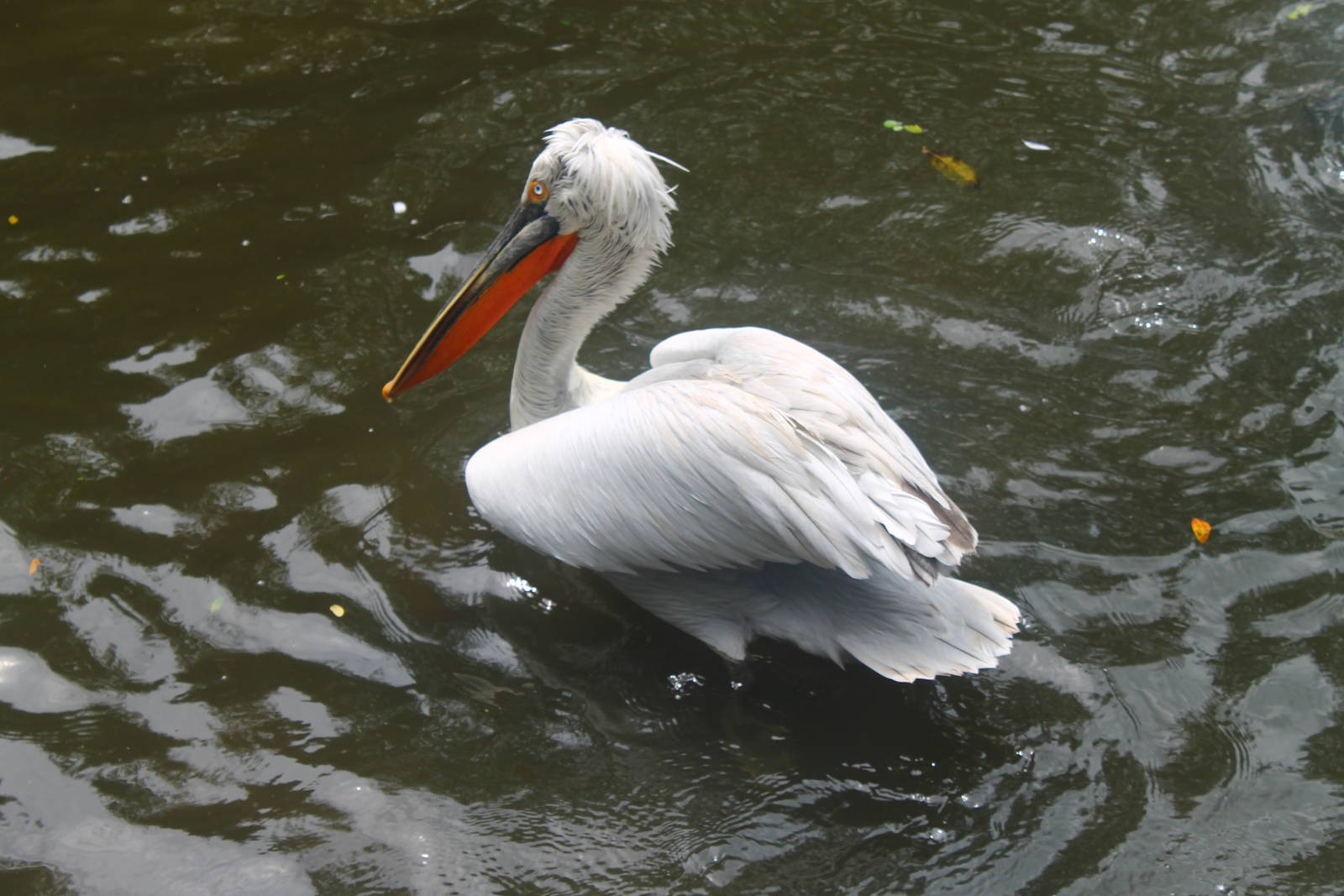 Dalmation Pelican