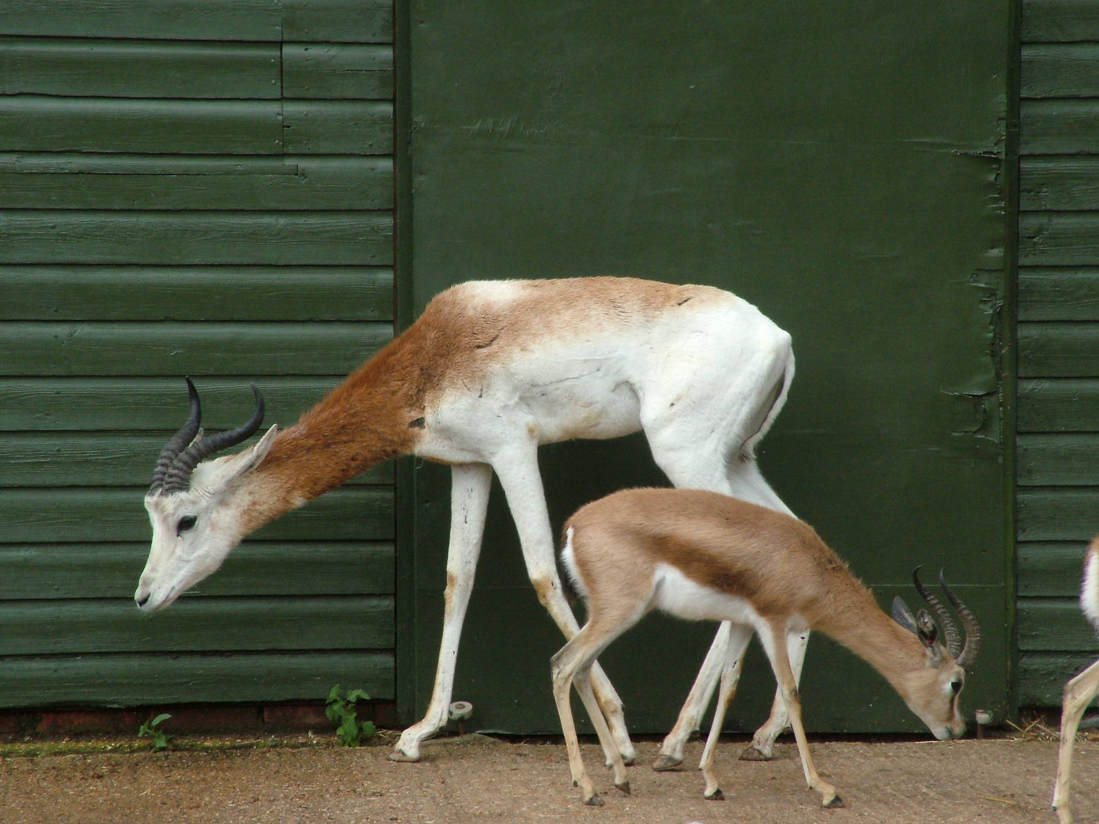 Dama and Dorcas Gazelles at Marwell Zoo Park, May 2008