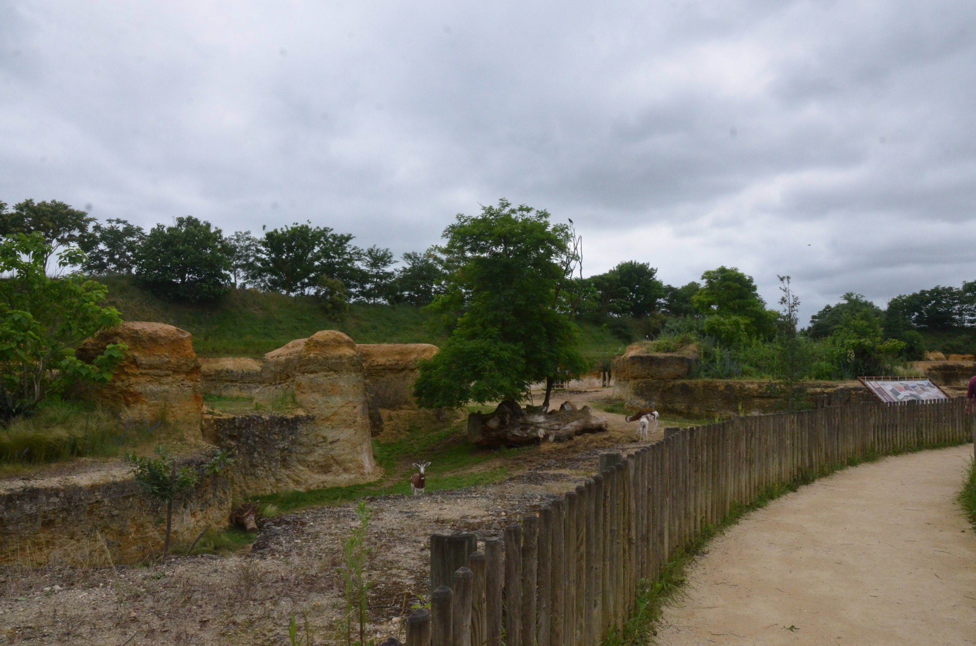Dama and Mhorr Gazelle Enclosure (Part of Black Rhino Complex) at Doué-la-Fontaine, 15/06/18