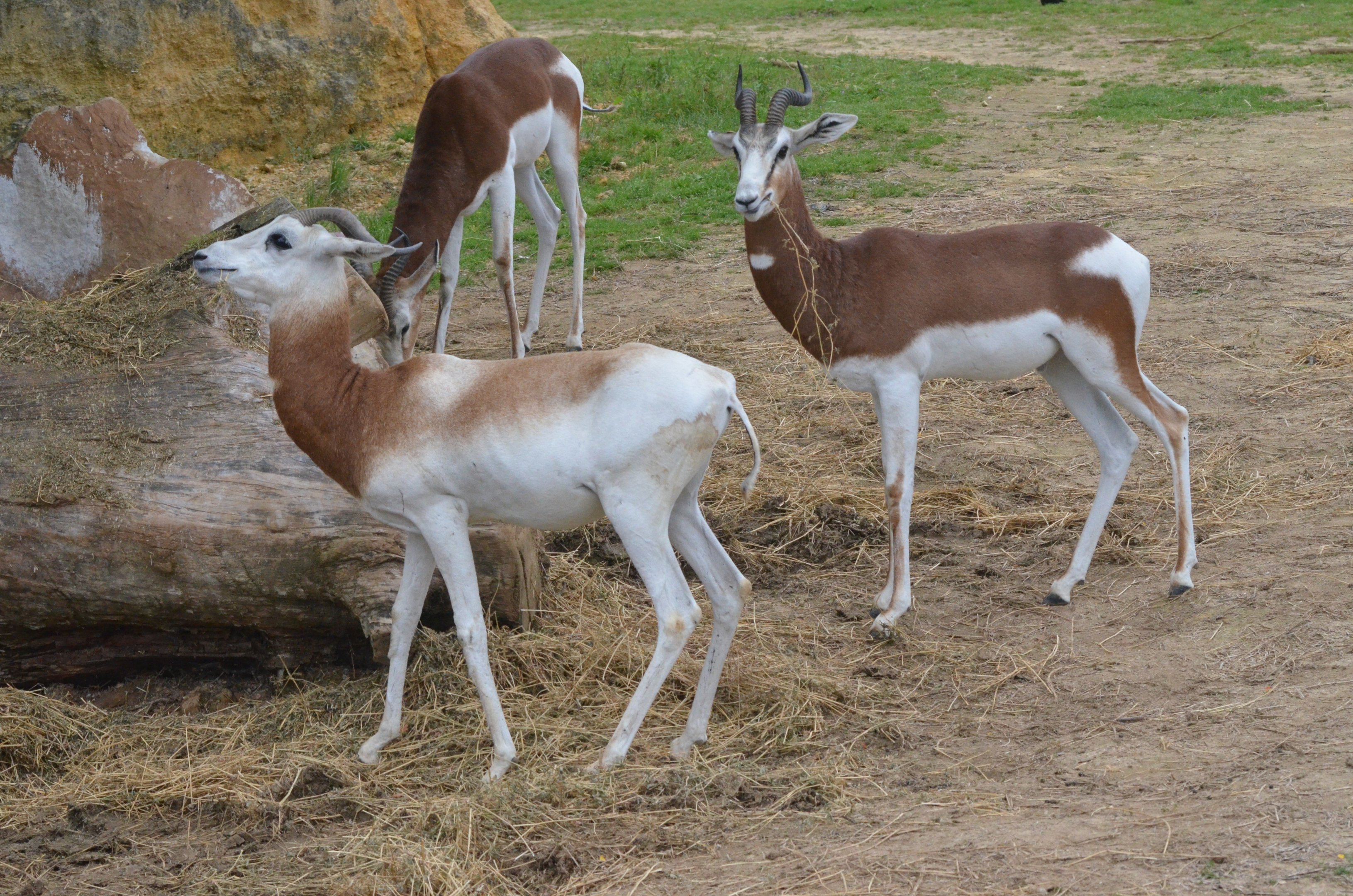 Dama and Mhorr Gazelles at Doué-la-Fontaine, 15/06/18