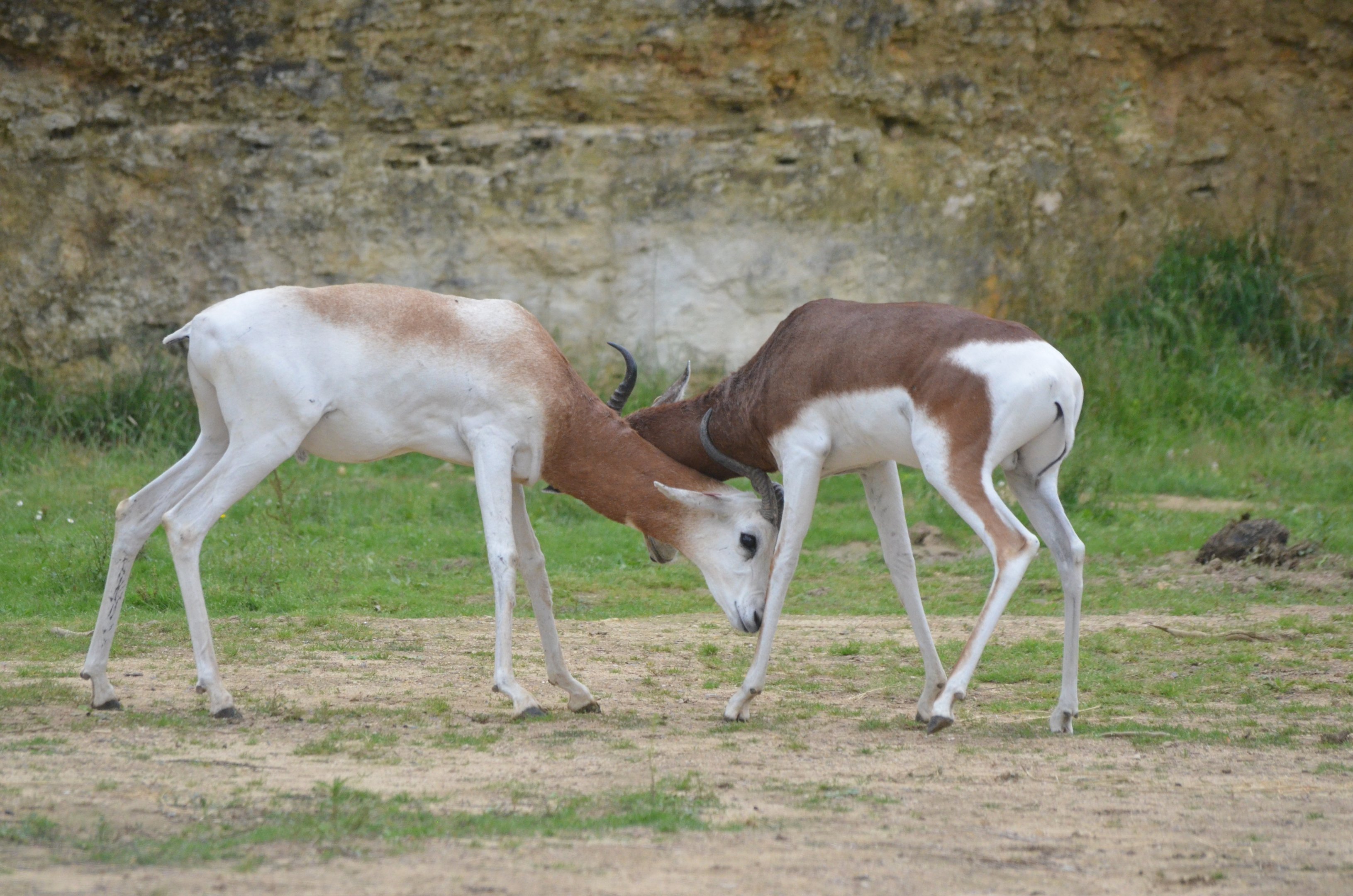 Dama and Mhorr Gazelles Sparring at Doué-la-Fontaine, 15/06/18