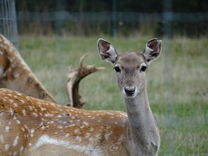 Dama dama mesopotamica