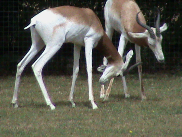 dama gazelle 1 08/10