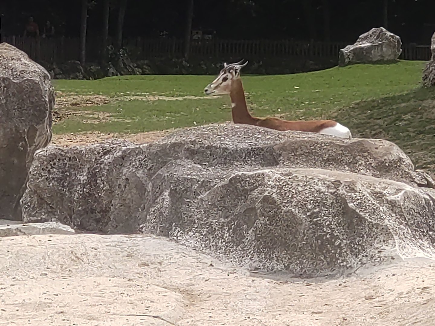 Dama gazelle 13/8/23