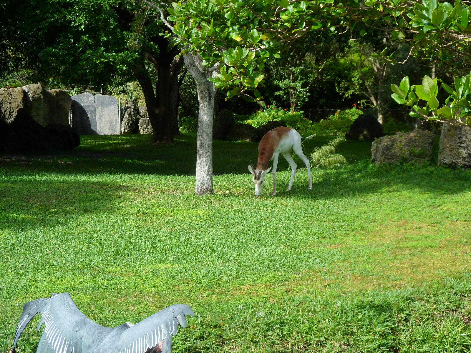 Dama Gazelle and Marabou Stork