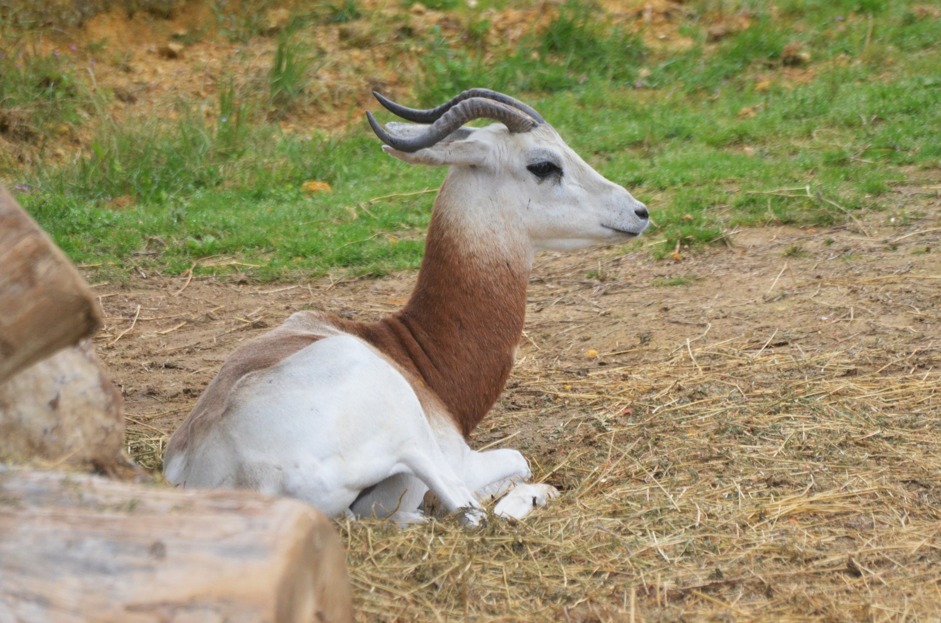 Dama Gazelle at Doué-la-Fontaine, 15/06/18