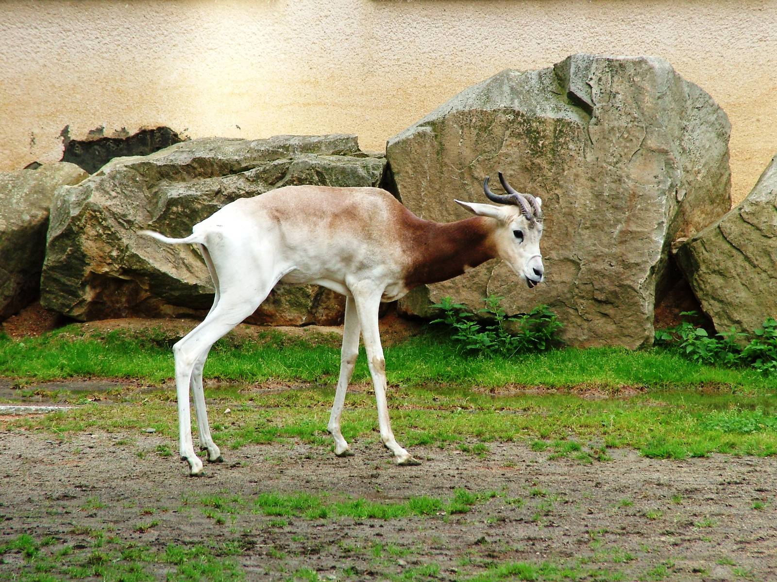 Dama Gazelle at Dvur Kralove, 26/08/12