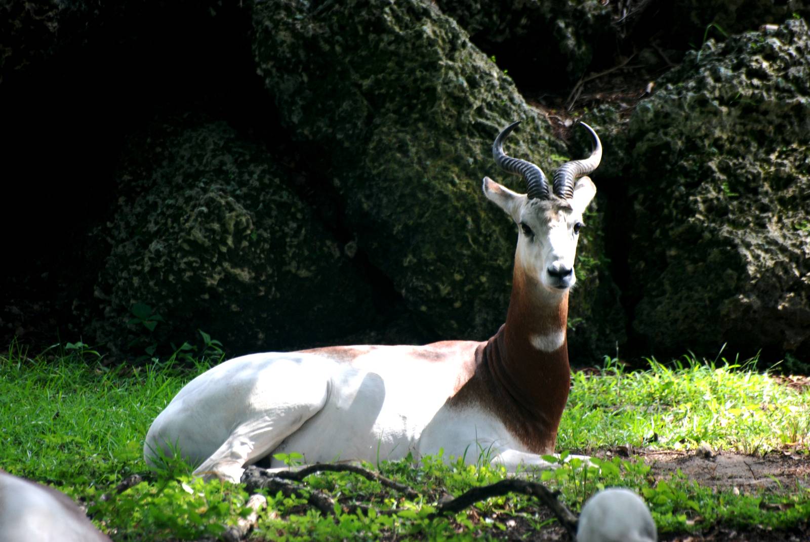 Dama Gazelle at Miami, 12/10/13