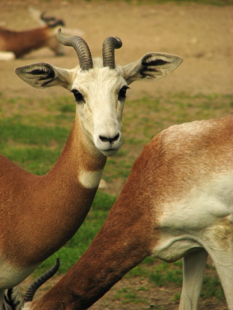 Dama Gazelle @ Dvur Kralove