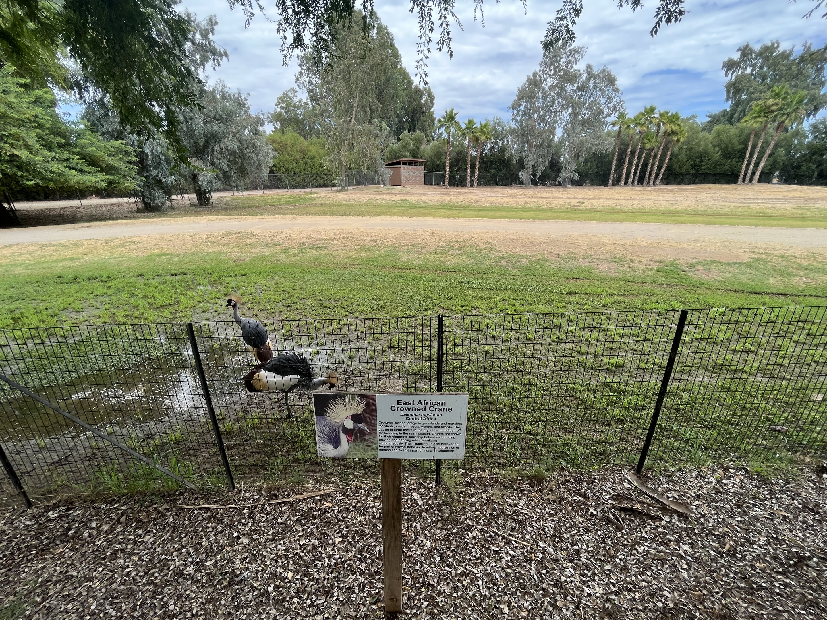 Dama Gazelle/East African Crowned Crane Exhibit