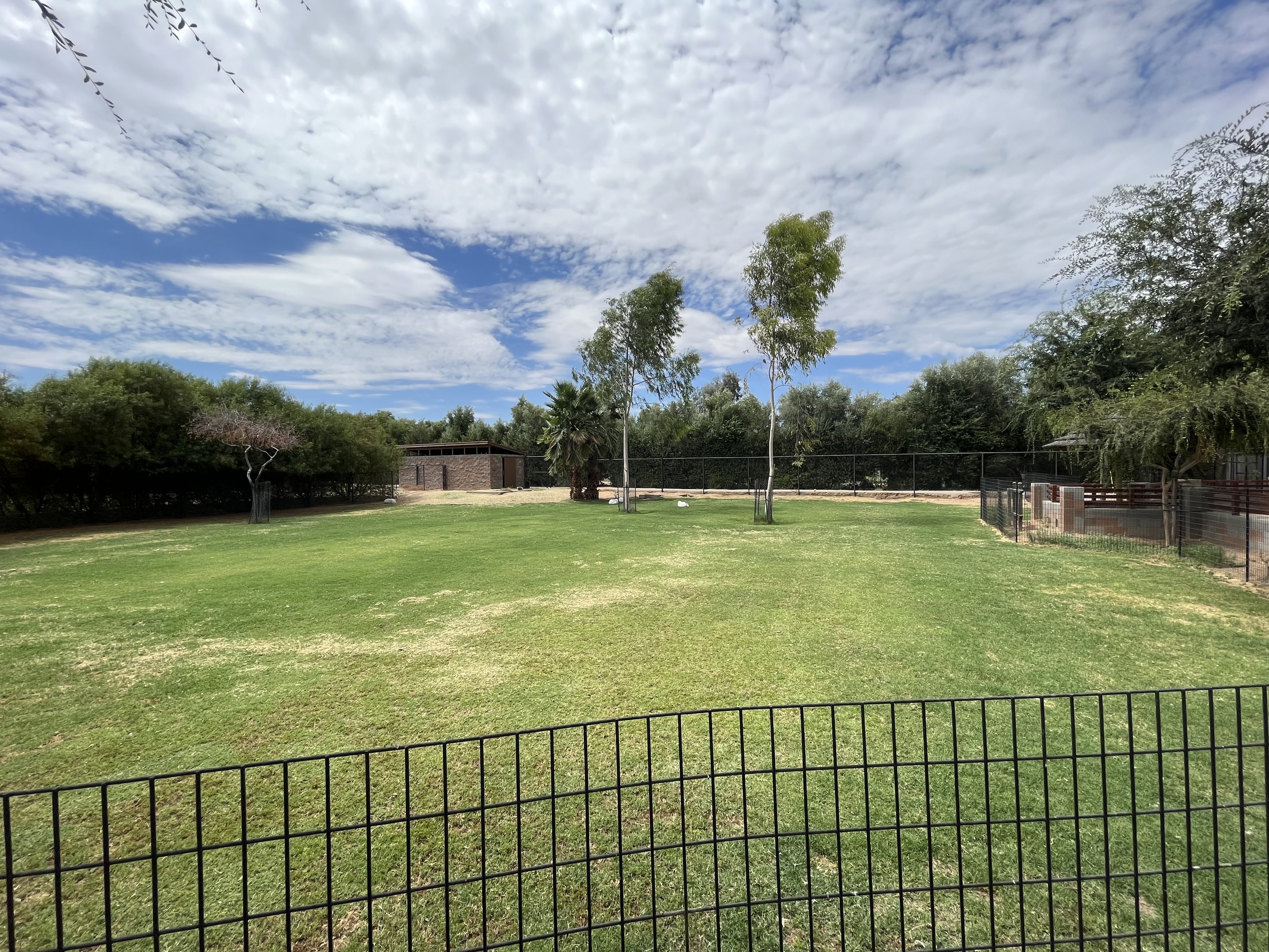 Dama Gazelle Exhibit #3