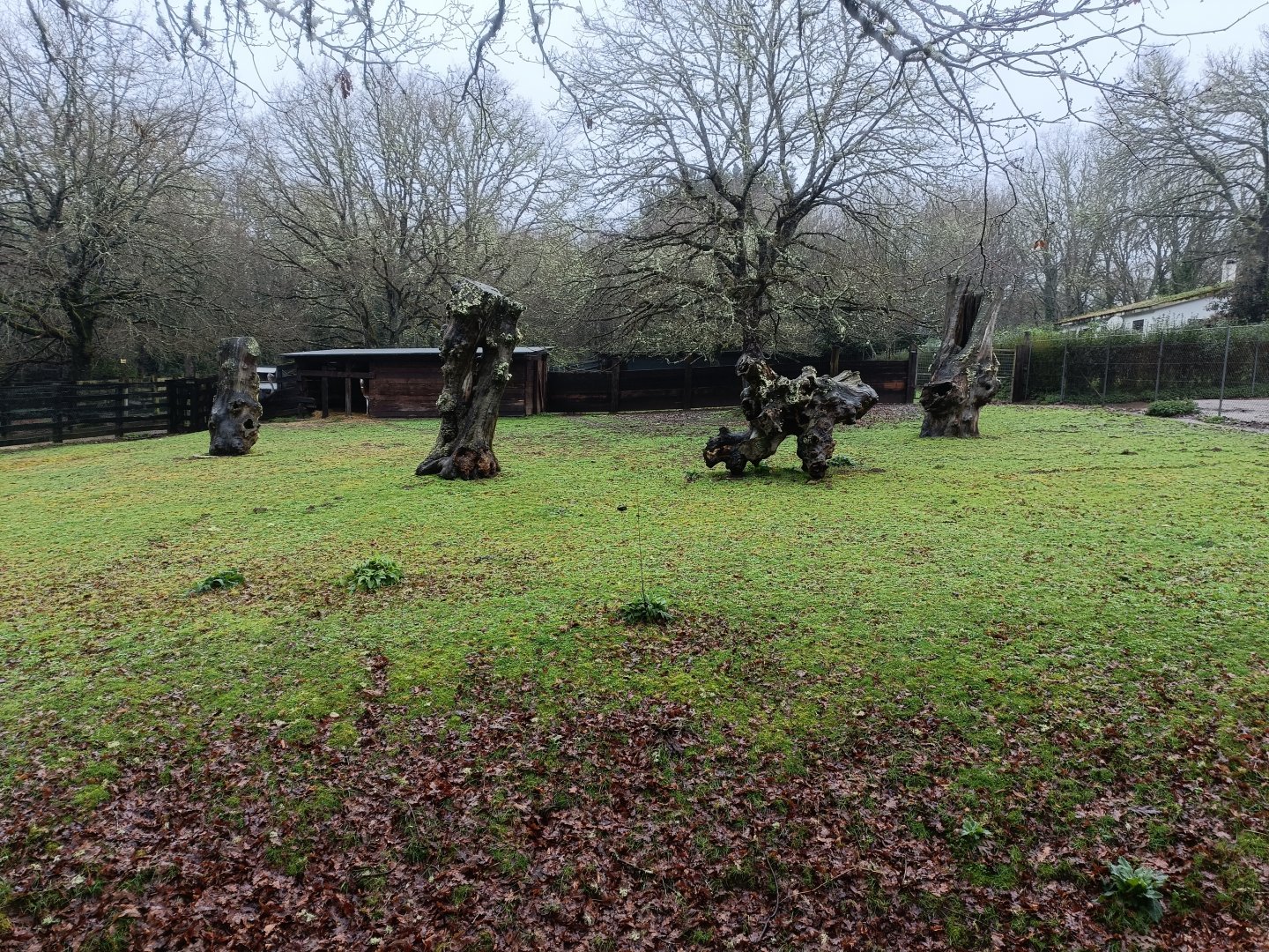 Dama gazelle exhibit -Marcelle Naturaleza