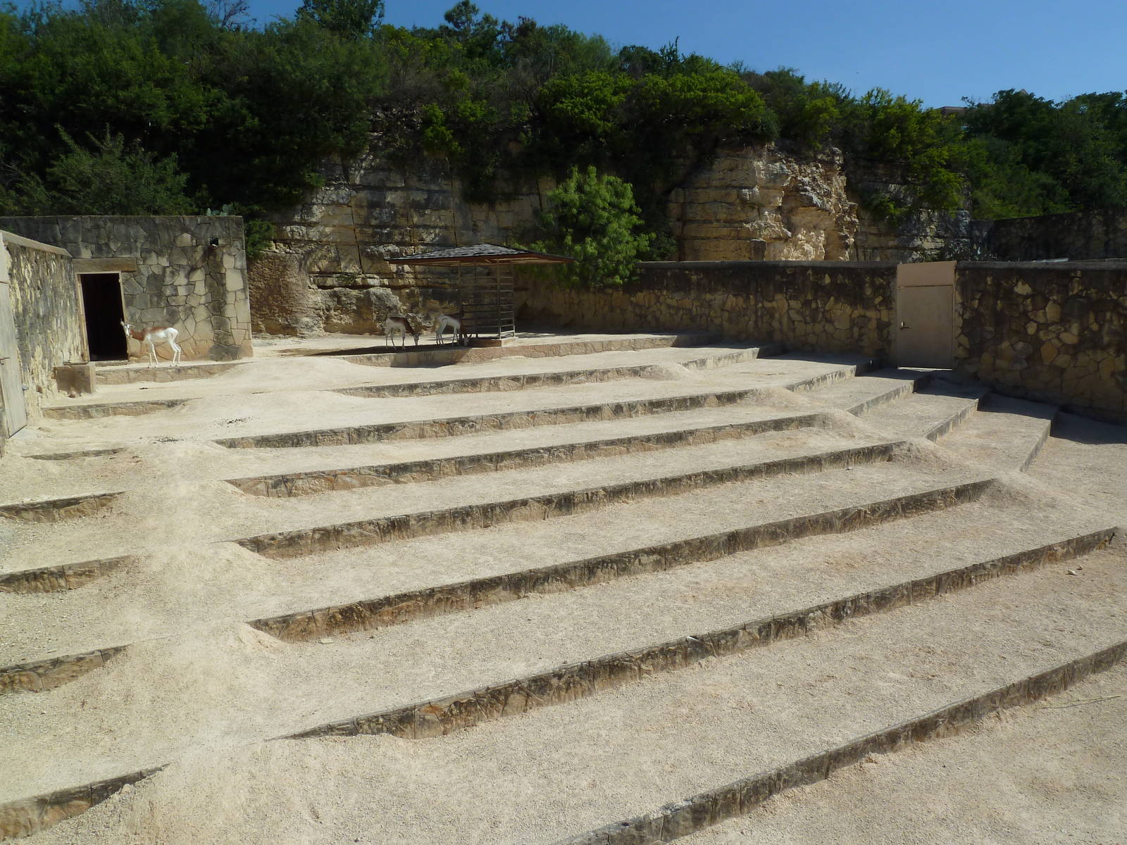 Dama Gazelle Exhibit - The Stairmaster!
