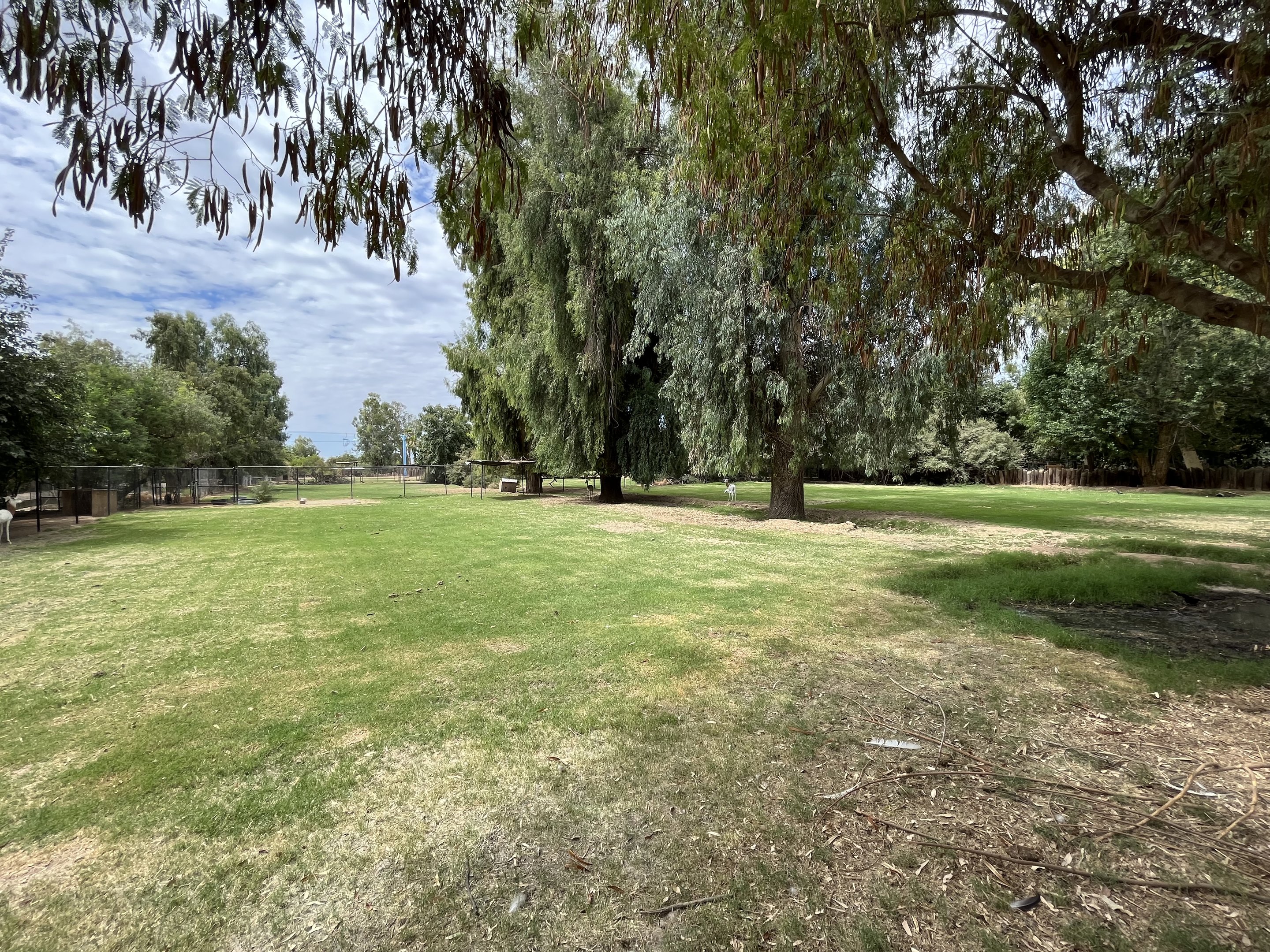Dama Gazelle Exhibit