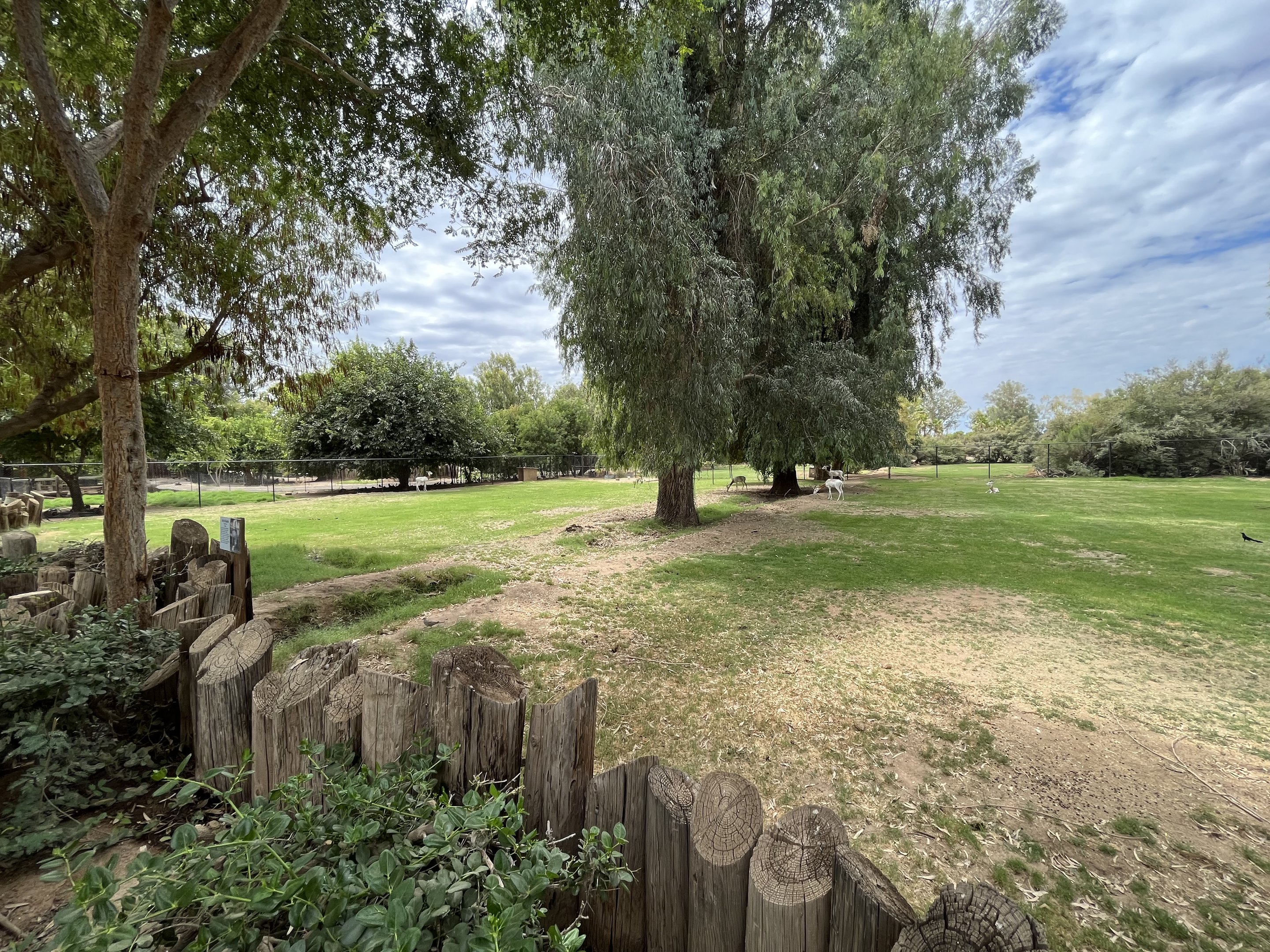 Dama Gazelle Exhibit
