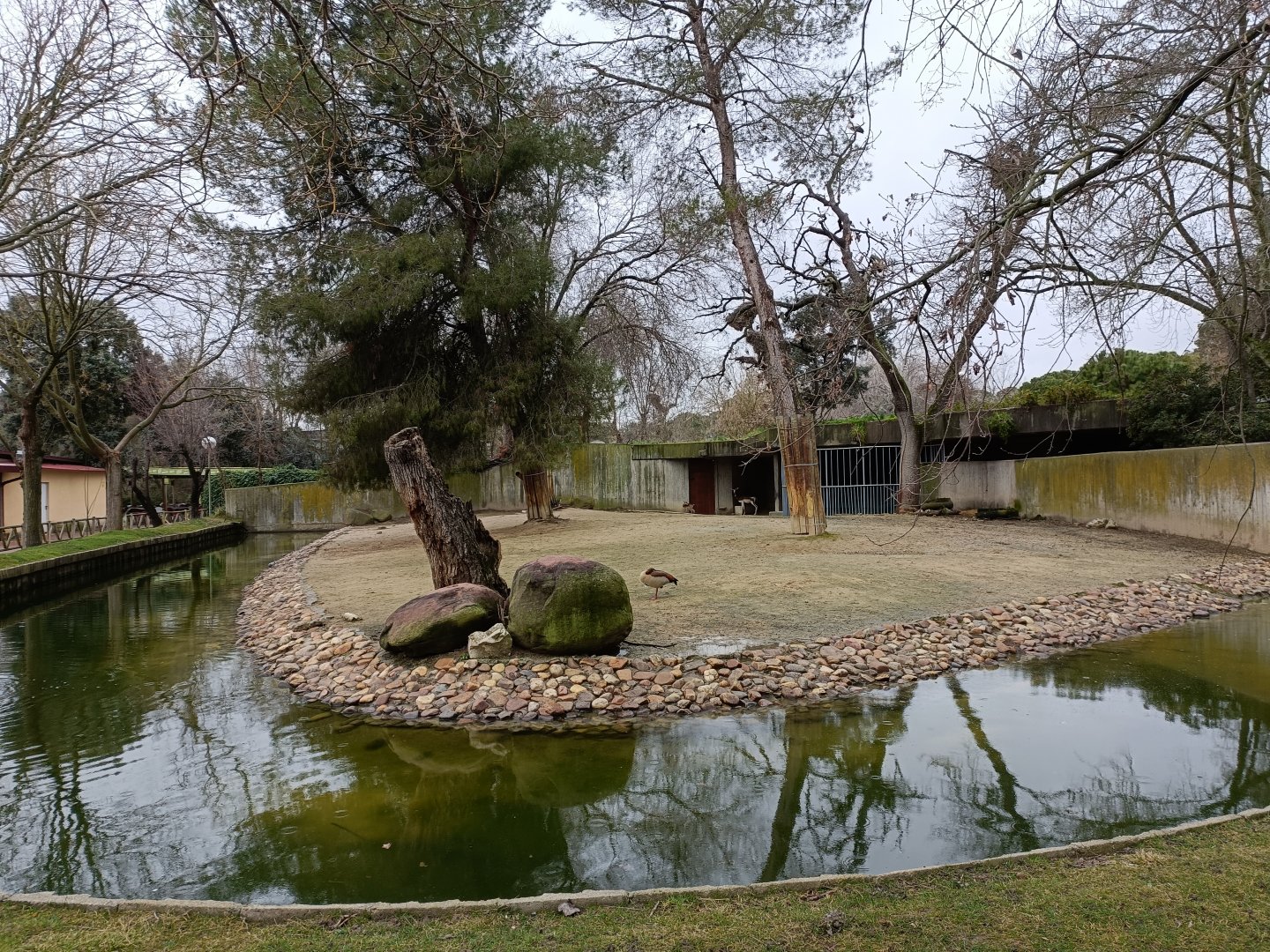Dama gazelle exhibit