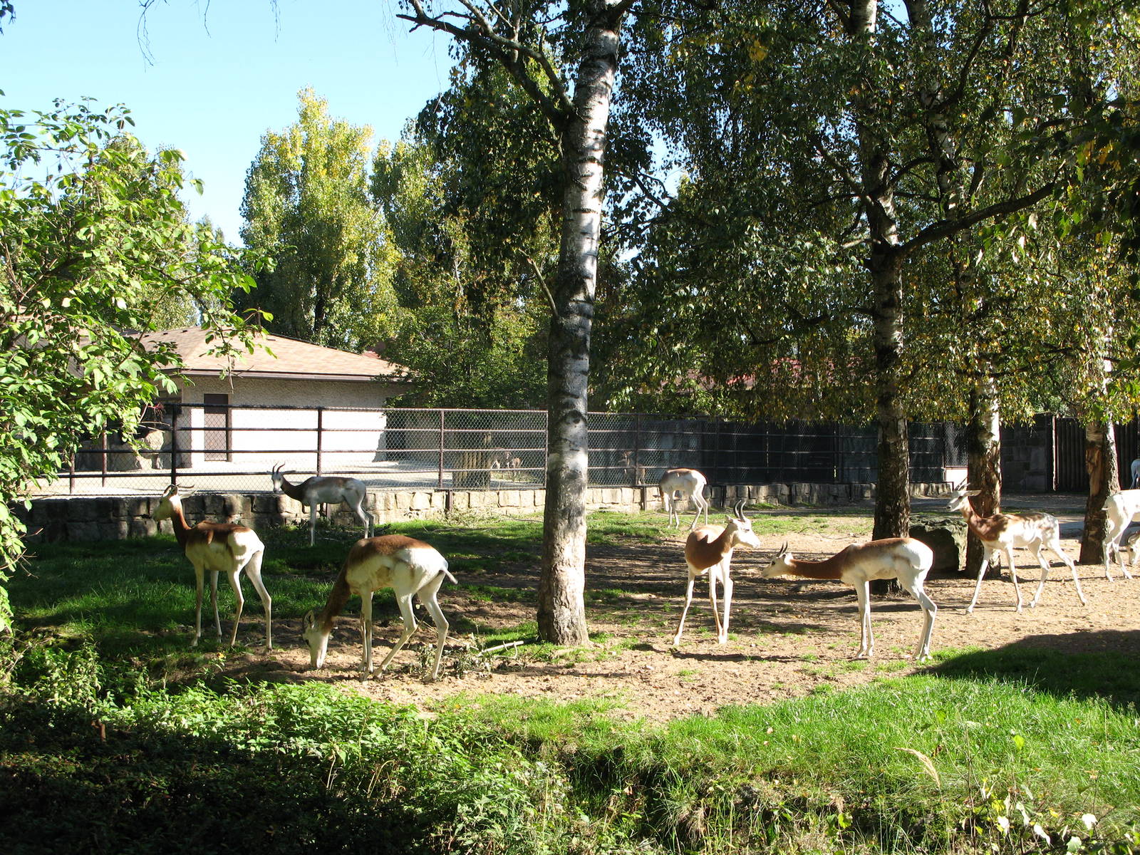 Dama Gazelle herd