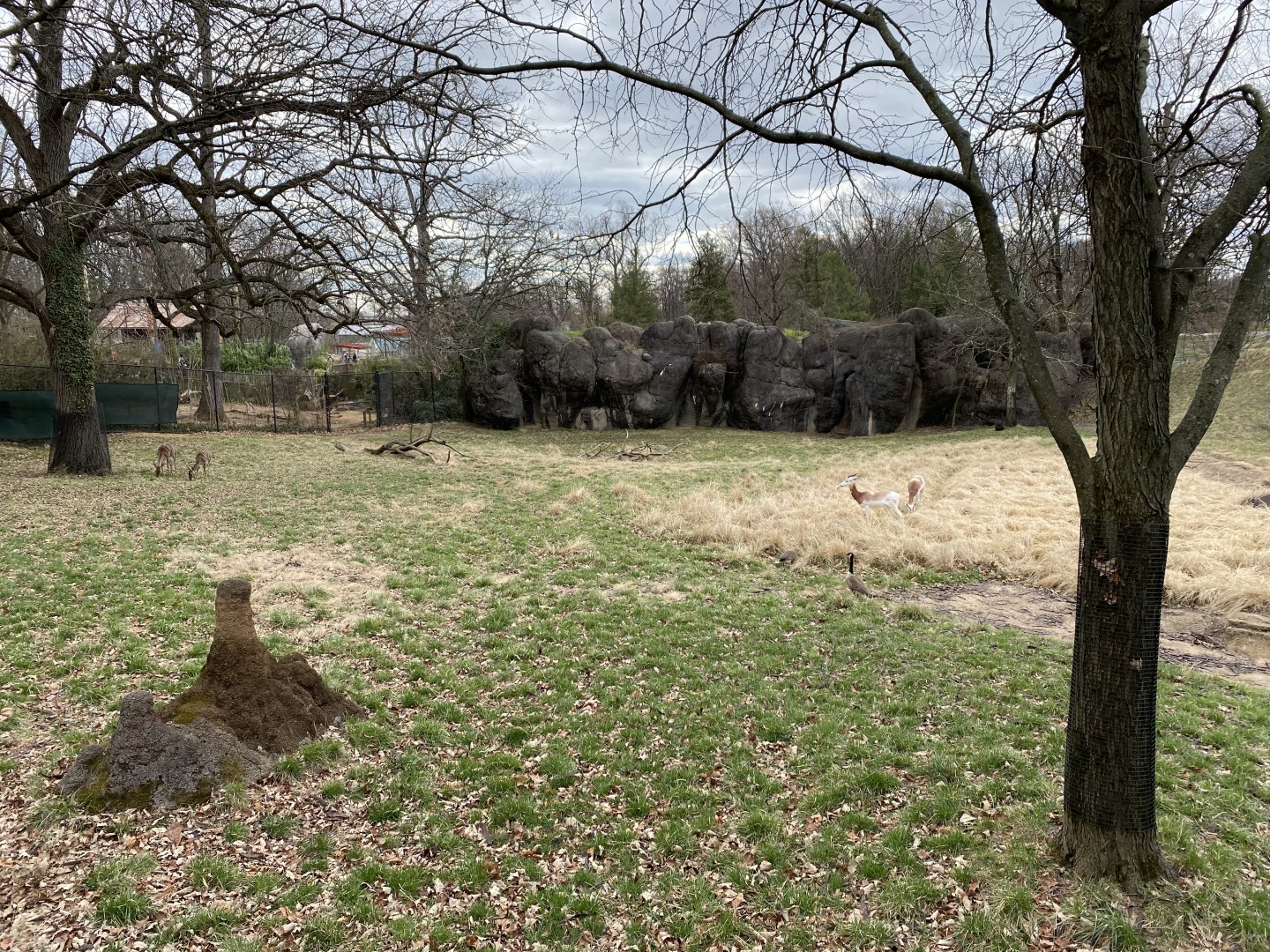 Dama Gazelle, Lesser Kudu, and wild Canada geese- Mar 20