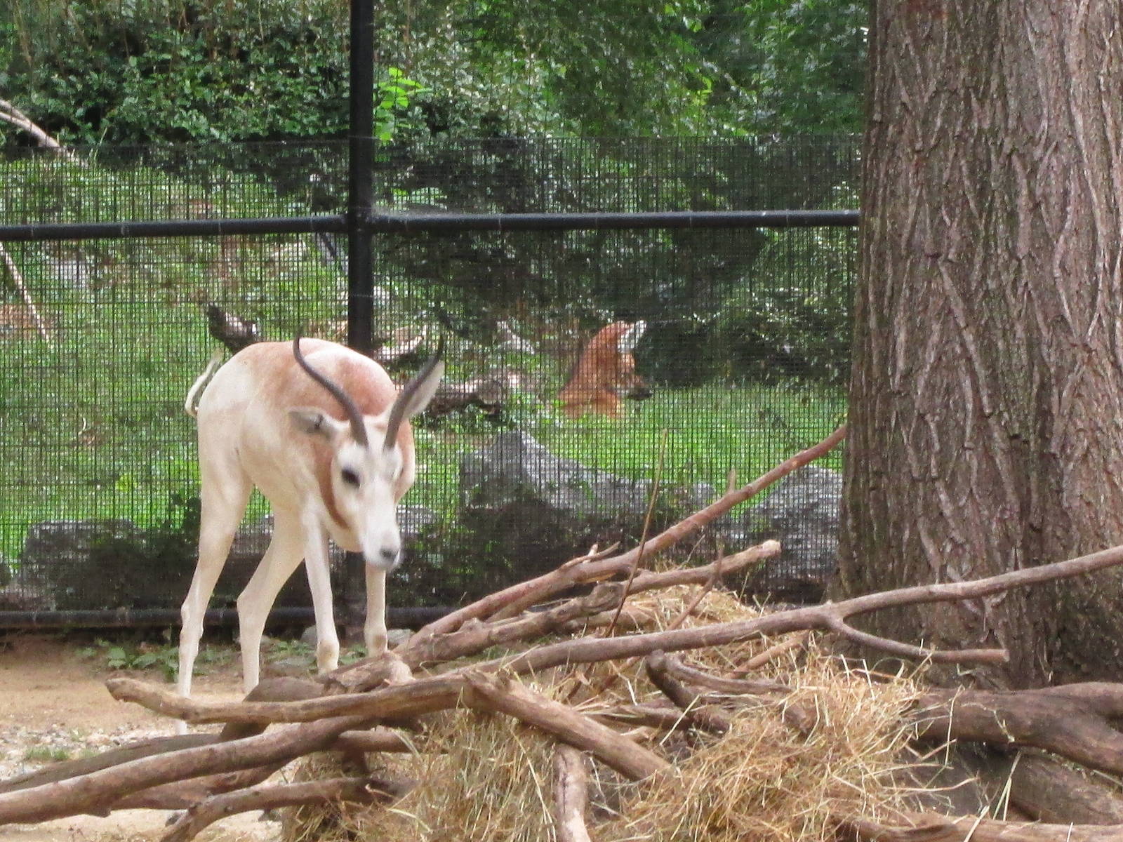 Dama Gazelle & Maned Wolf