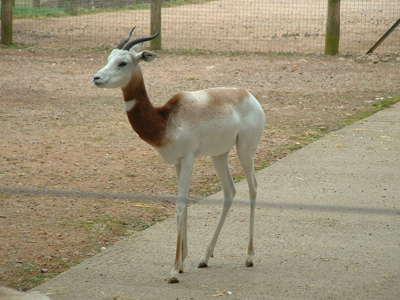 Dama Gazelle - Marwell 2005