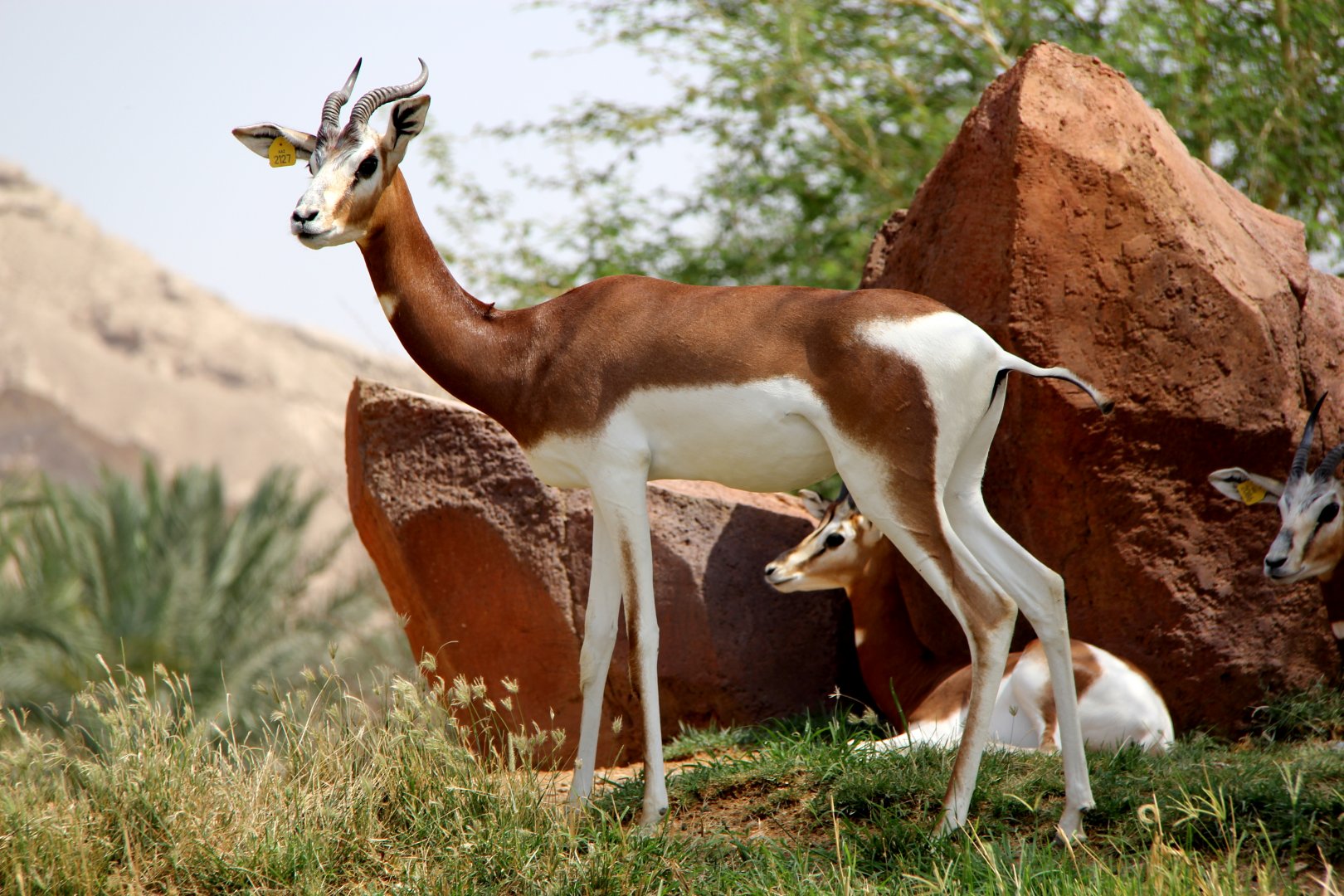 Dama gazelle (Nanger dama dama)