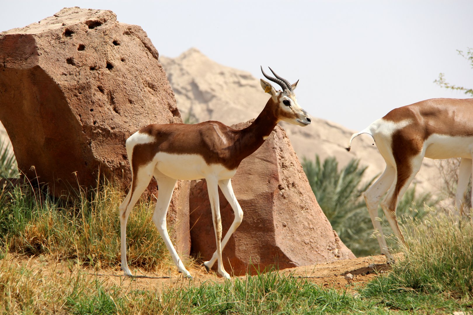 Dama gazelle (Nanger dama dama)
