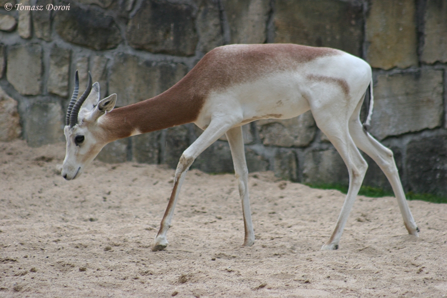 Dama Gazelle (Nanger dama ruficollis)