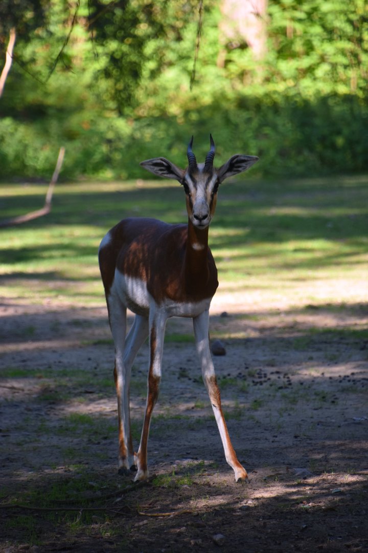 Dama gazelle, Nanger dama