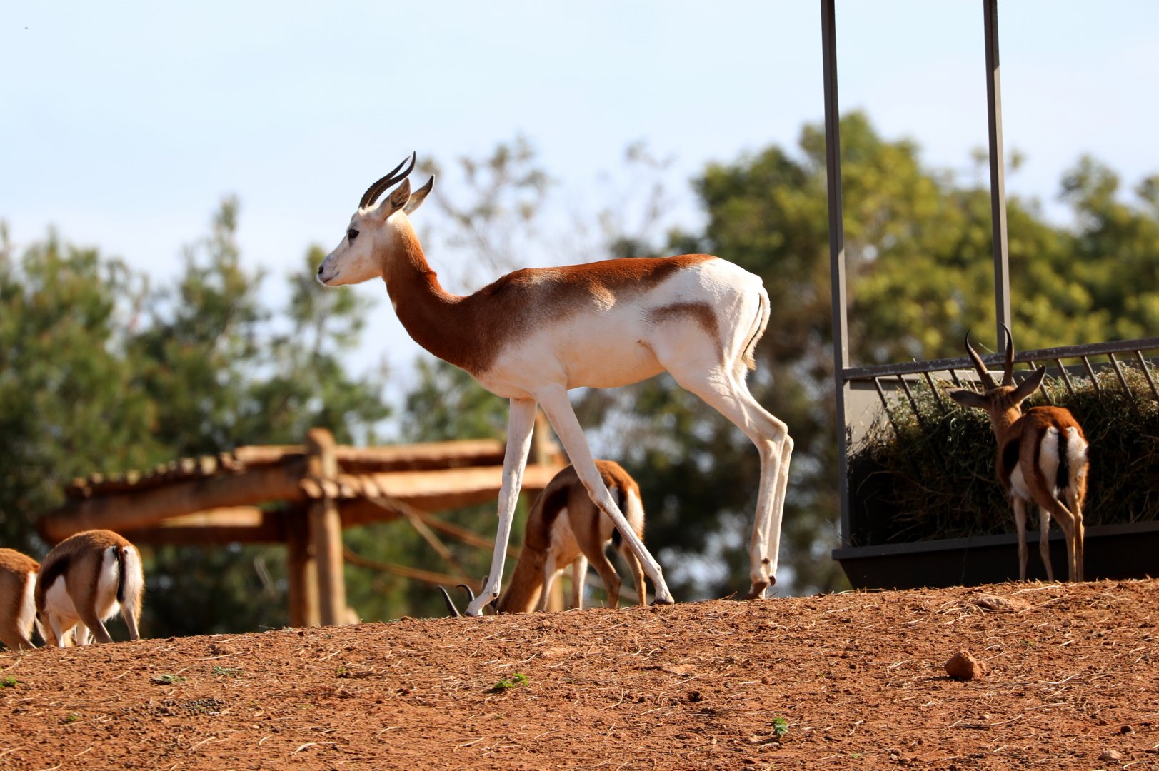 Dama gazelle (Nanger dama)