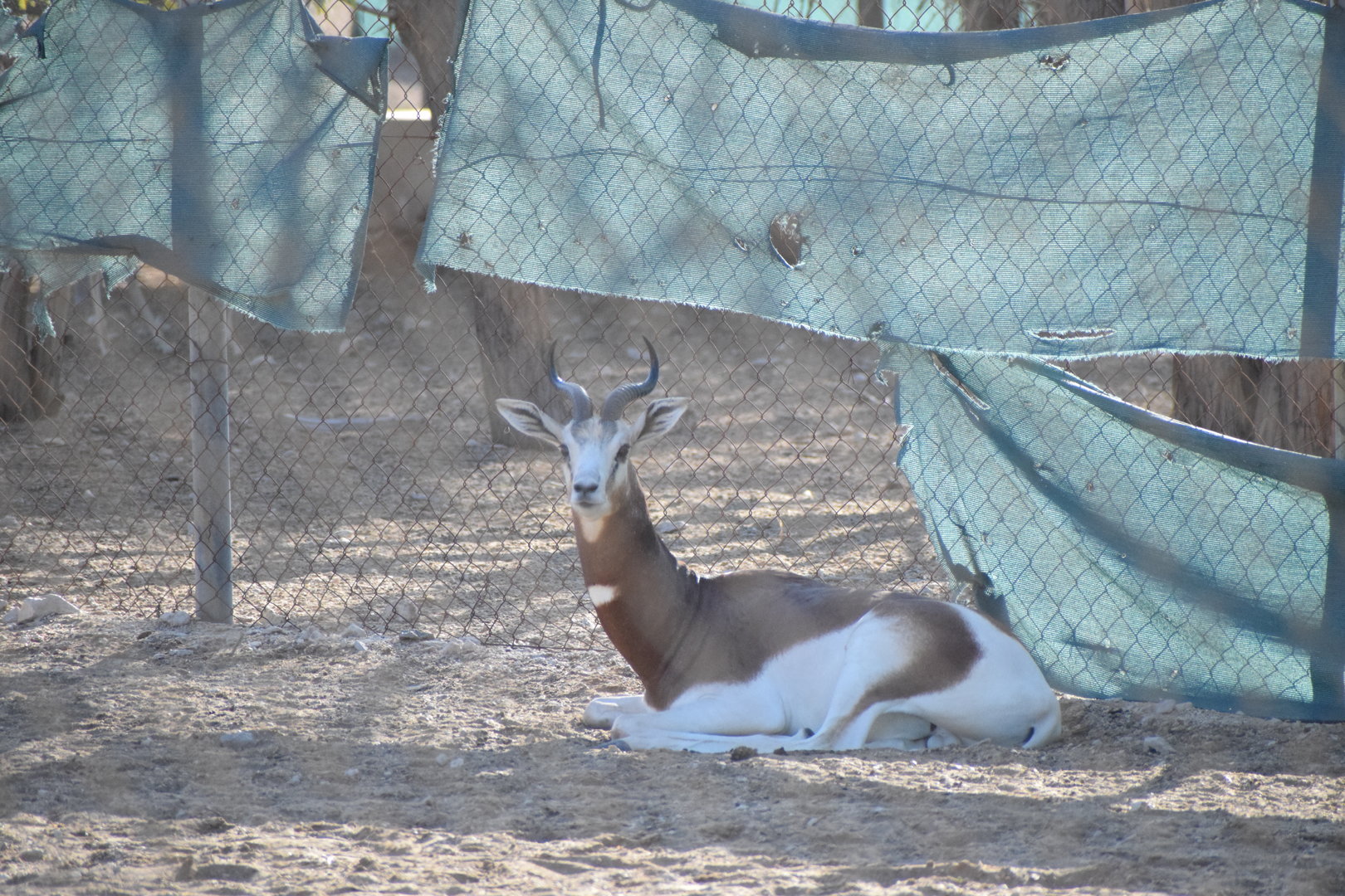 Dama Gazelle - nominate subspecies