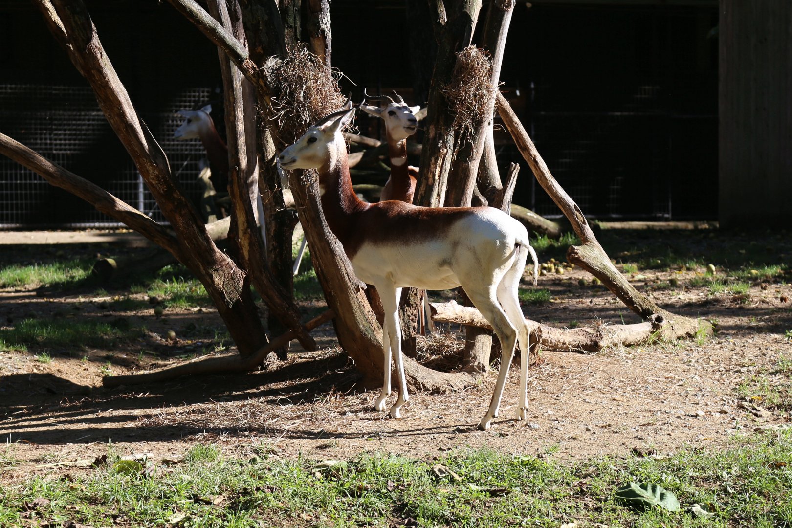Dama Gazelle, October 2015