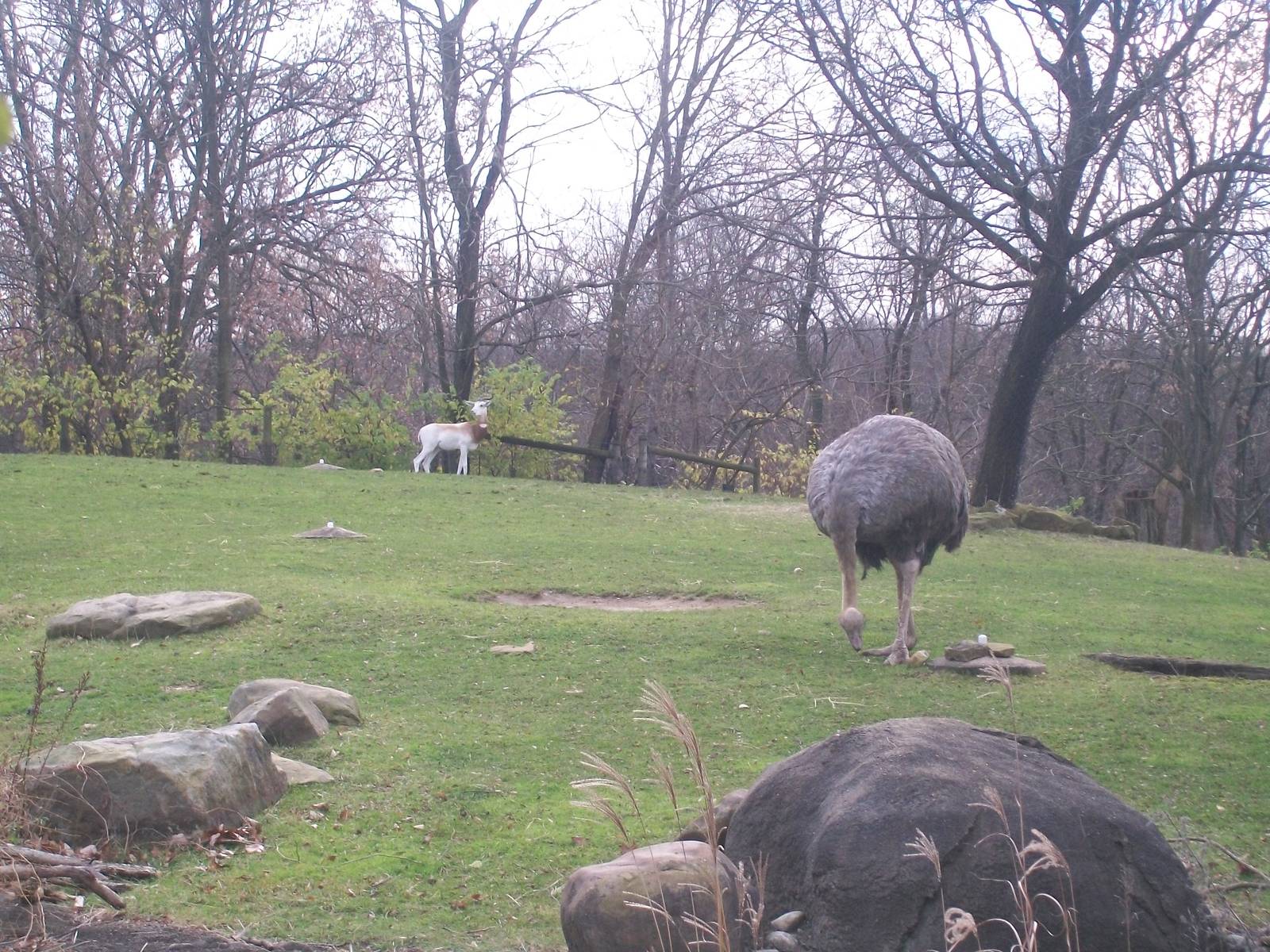 Dama Gazelle/Ostrich