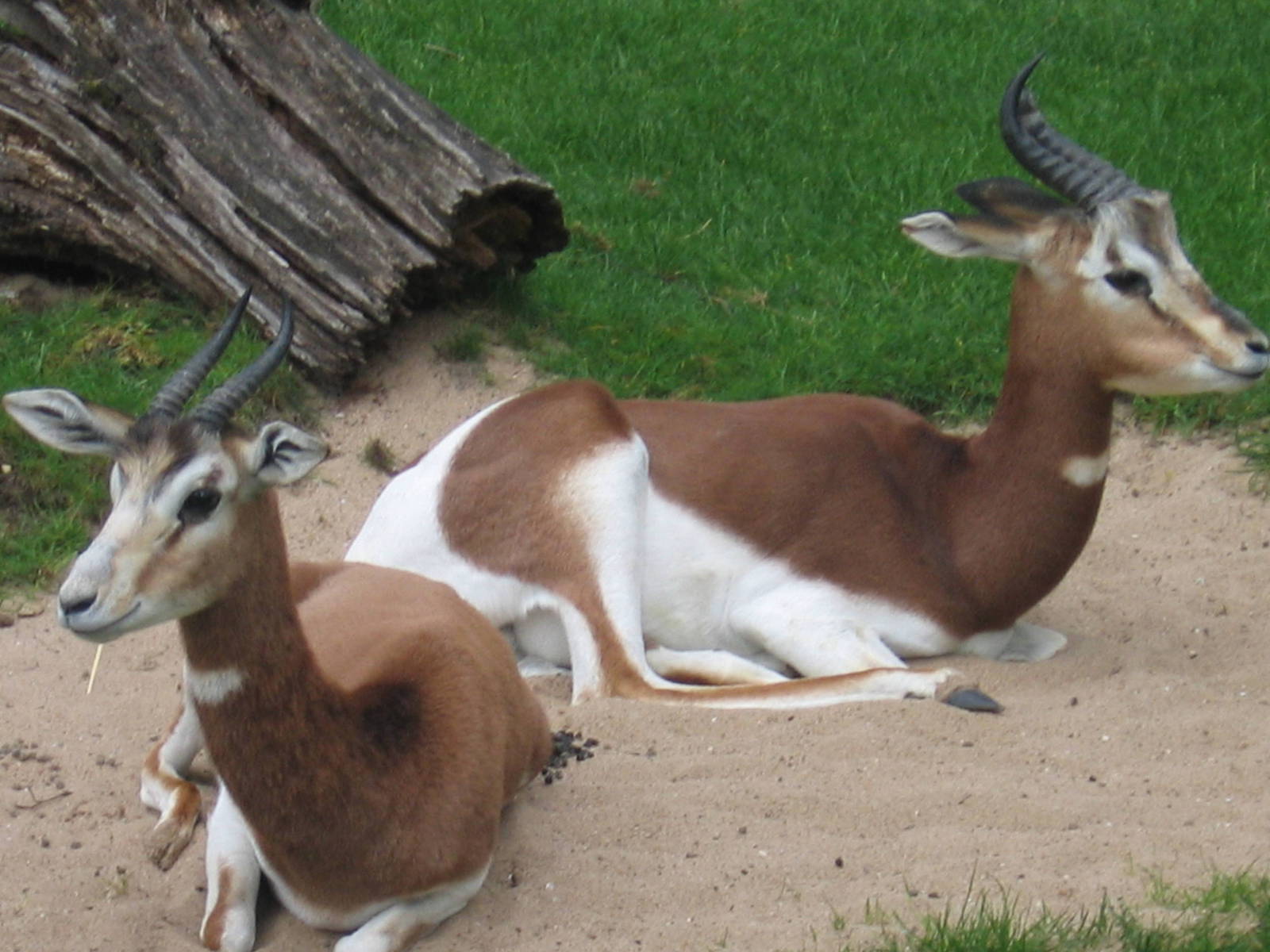 Dama Gazelle