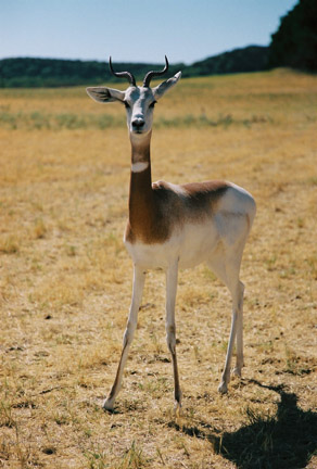 dama gazelle