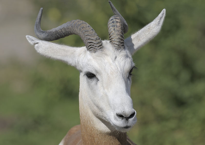 Dama gazelle