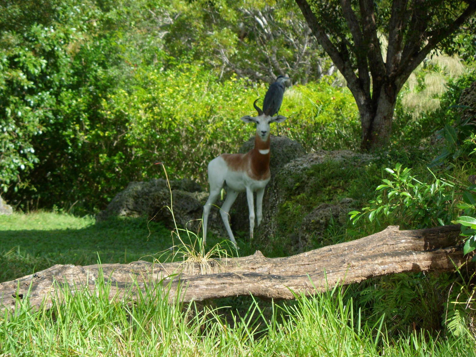 Dama Gazelle